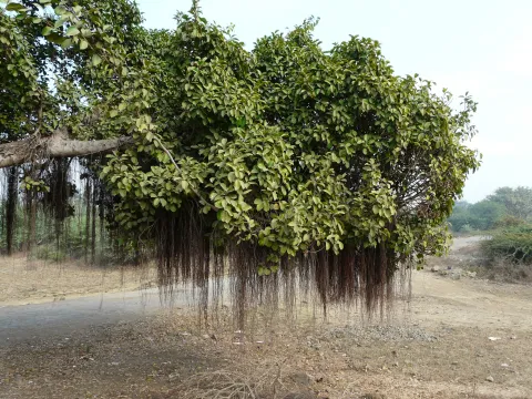 Zweig Ficus microcarpa