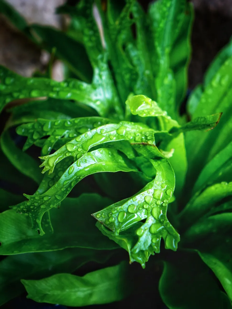 Elk horn frond Asplenium Crissie