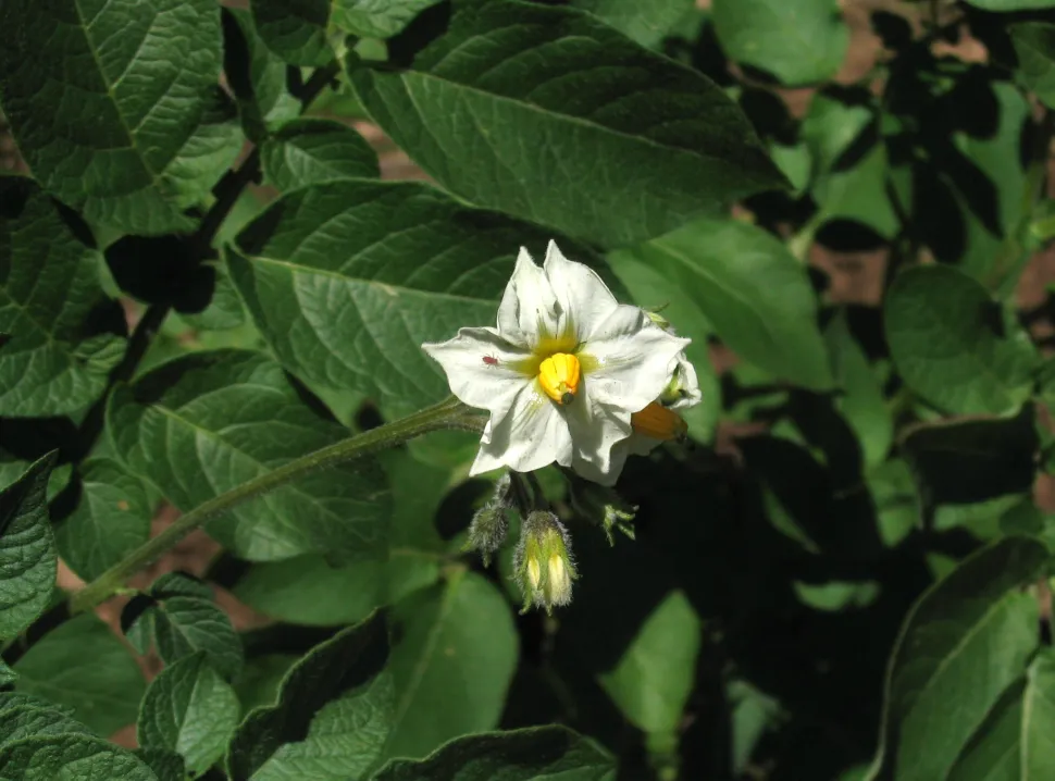 Flor de batata Bintje
