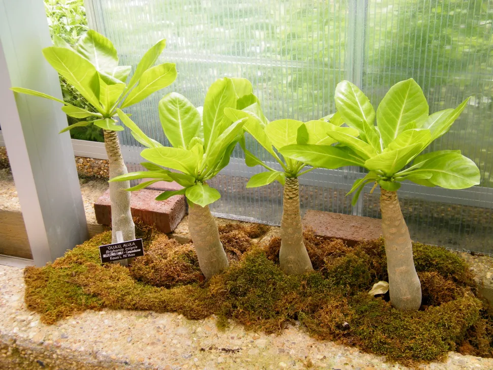 Unge Brighamia insignis