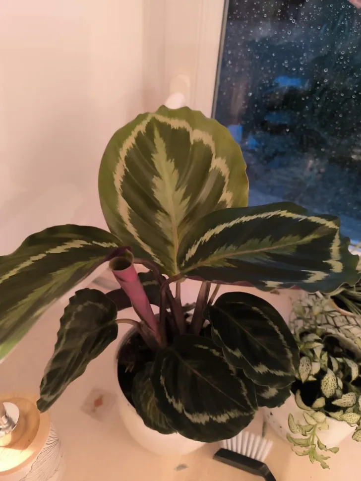 Calathea Medallion en pot