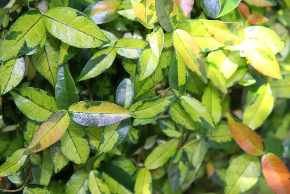 Foglie verde chiaro e scuro Trachelospermum Ogon-Nishiki
