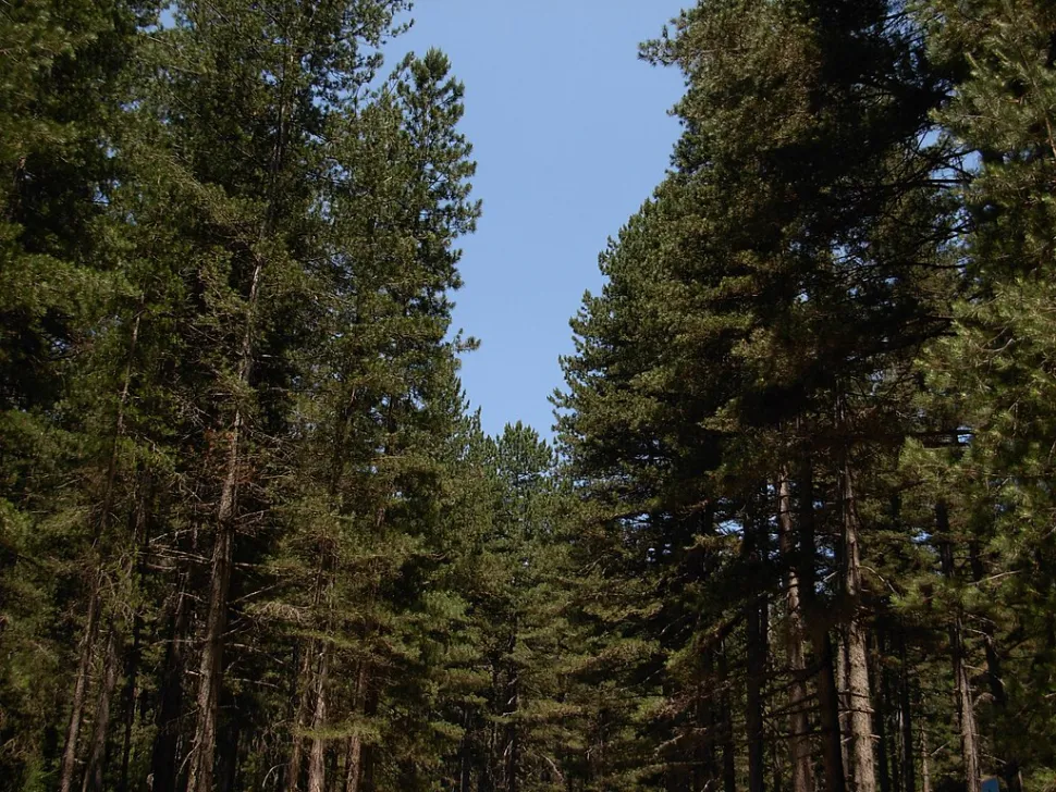 Laricio pine in the ground