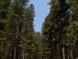 Laricio pine in the ground