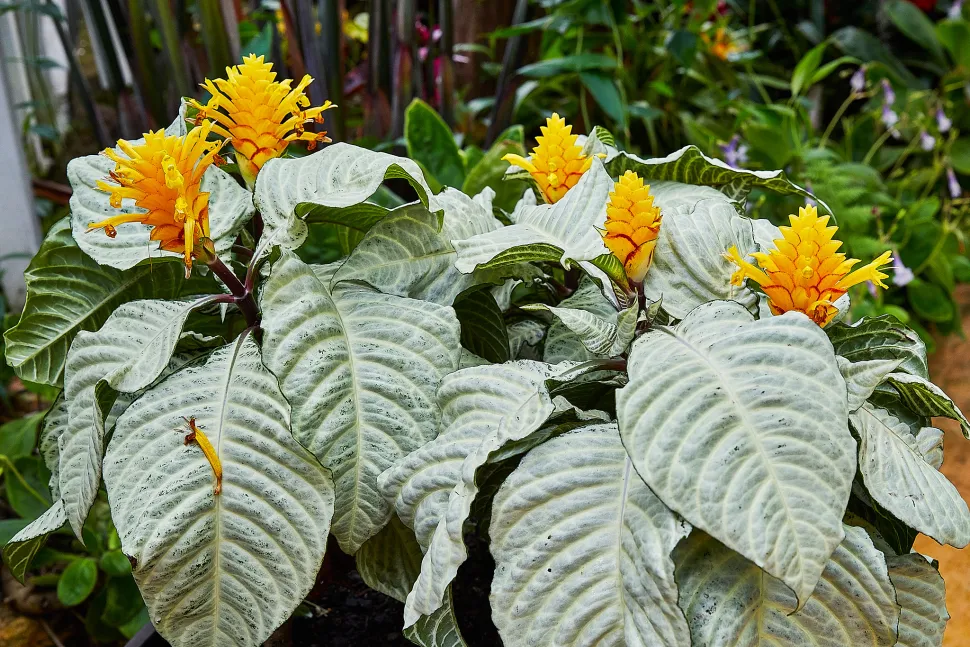 Planta cebra hojas claras flor amarilla y roja