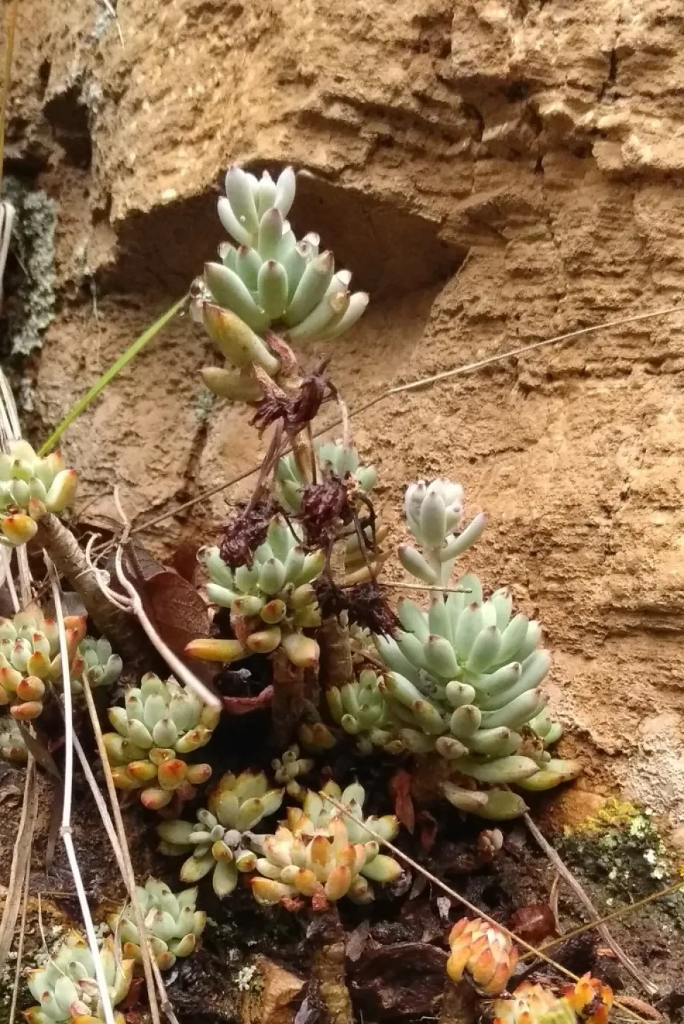 Wild Graptopetalum pachyphyllum