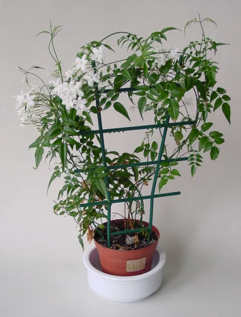 Winterjasmin im Topf