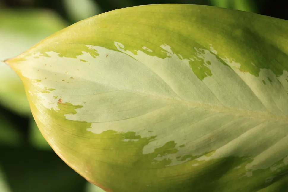 Foglia variegata Aglaonema crispum