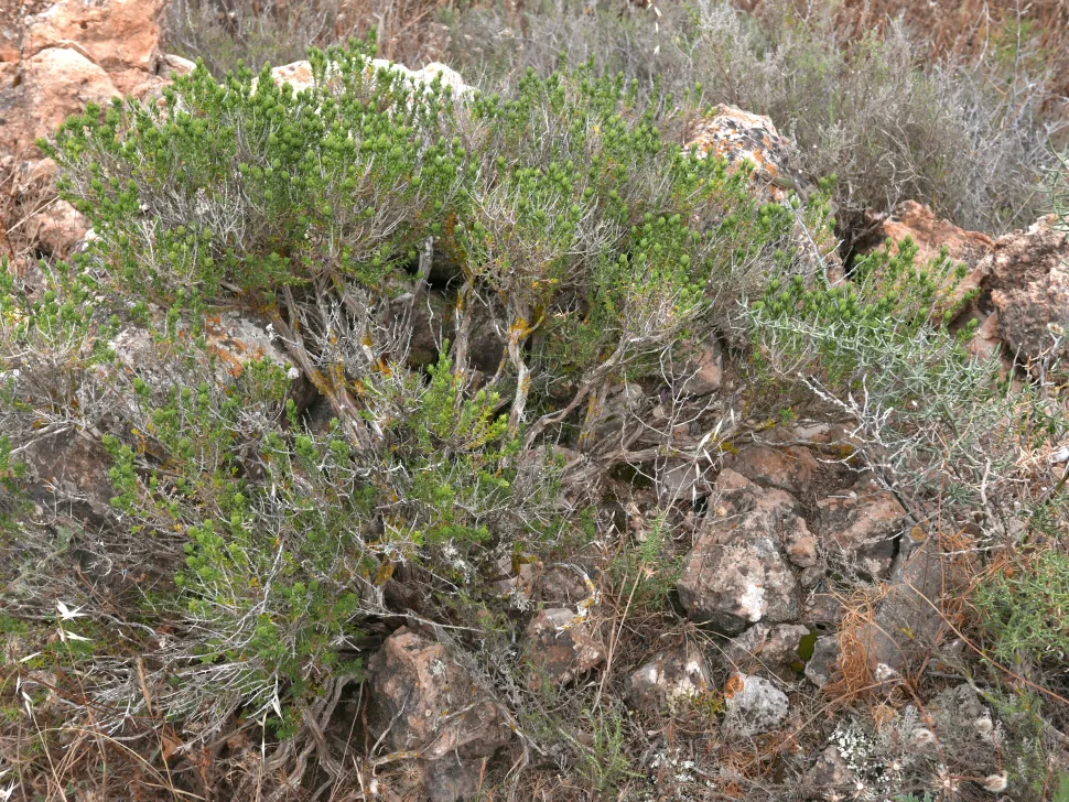 Shrub green leaves woody stems Common thyme