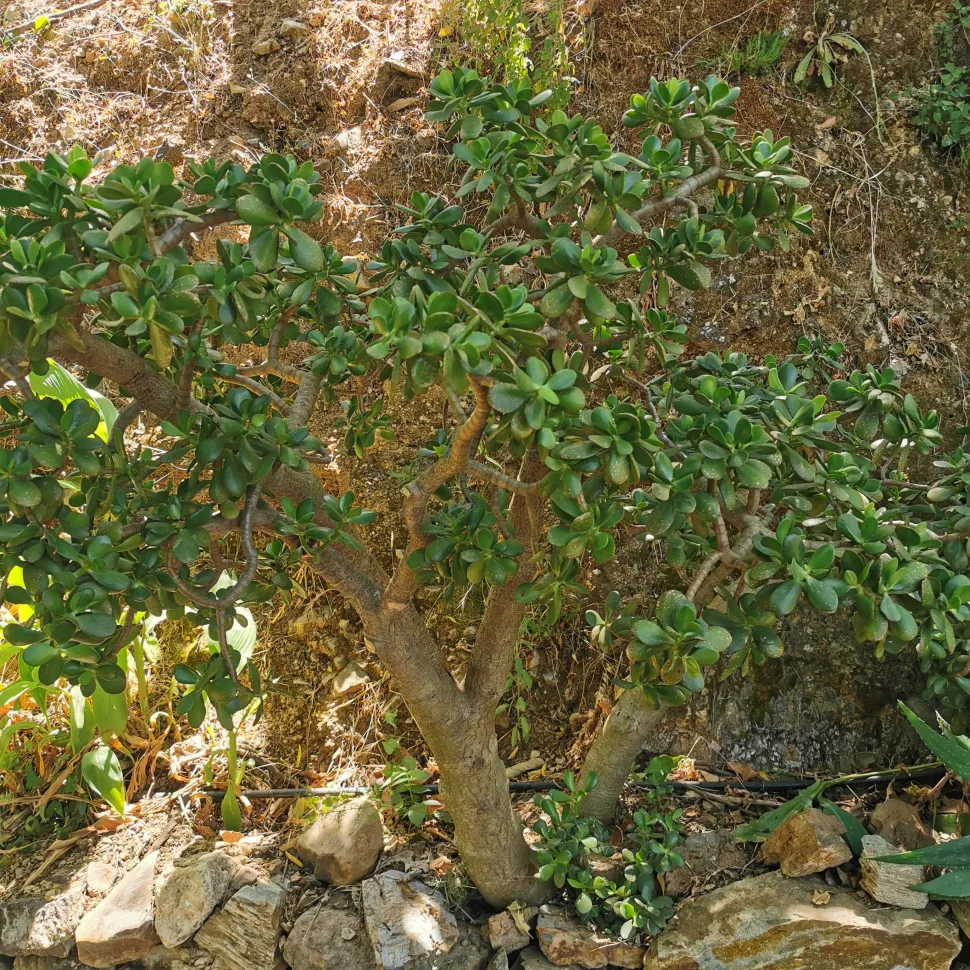 Crassula ovata im Botanischen Garten von Kreta