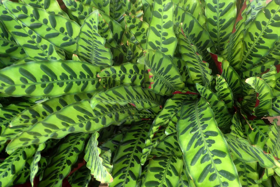 Hojas verdes moteadas de Goeppertia lancifolia vistas desde arriba