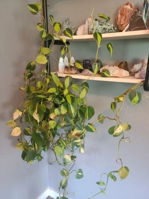 Brasil green and yellow philodendron in suspension
