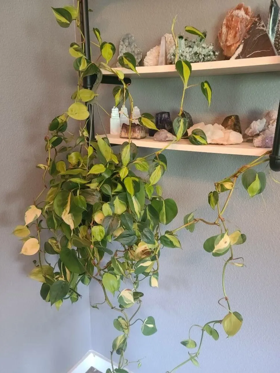 Brasil groen en gele philodendron in ophanging