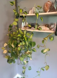 Philodendron vert et jaune Brasil en suspension