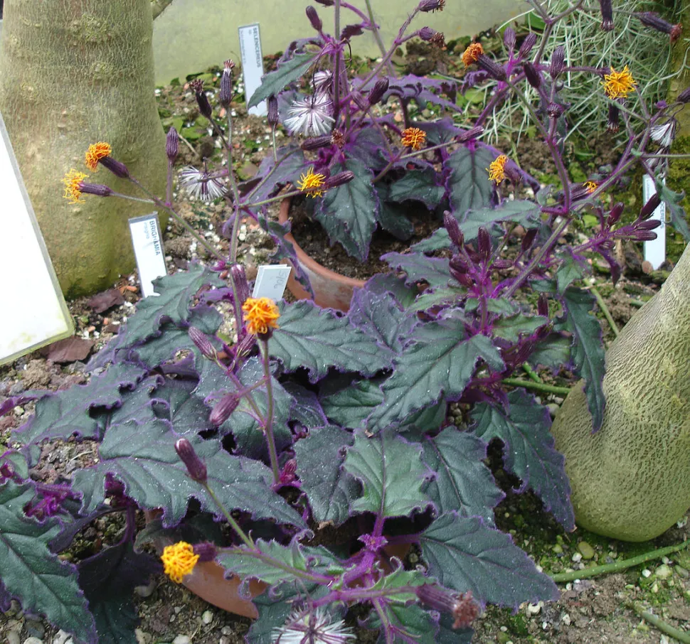 Gynura aurantiaca Sorte Purple Passion