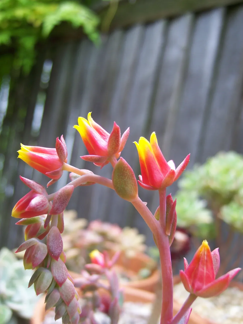 Roze en gele klokvormige bloem Echeveria Elegans
