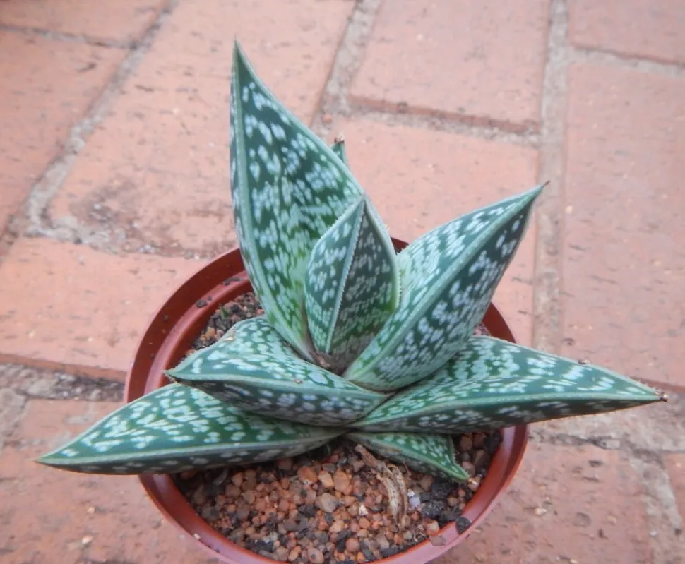 Gonialoe sladeniana panaschierte Blätter