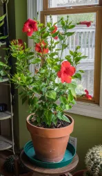 Hibiscus rosa-sinensis en maceta