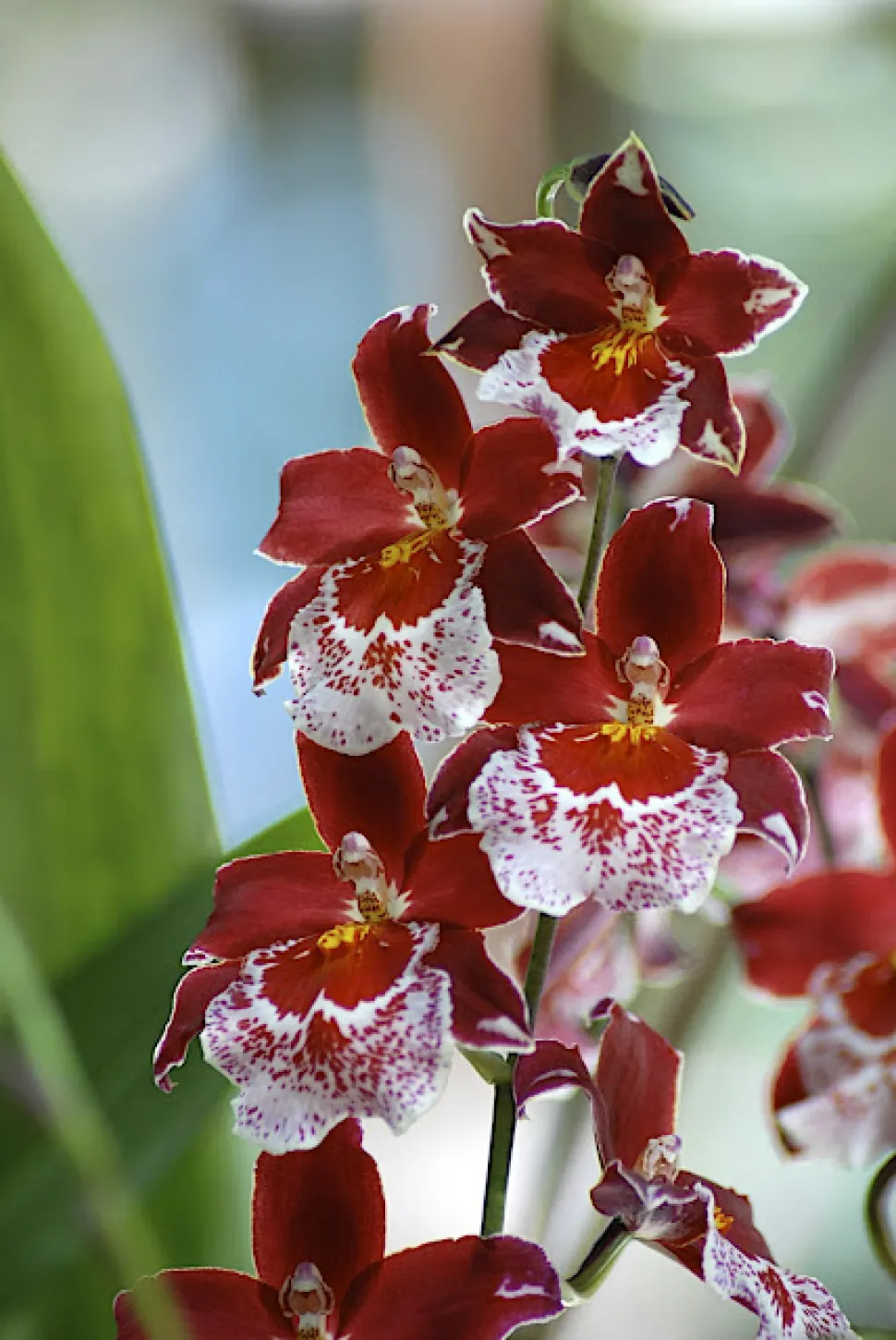 Orchidee Cambria Vuylstekeara mit roten und weißen Blütenblättern