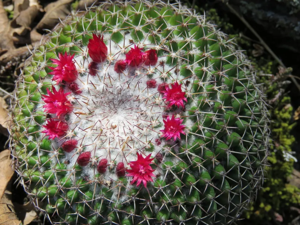 Blühende Mammillaria polythele