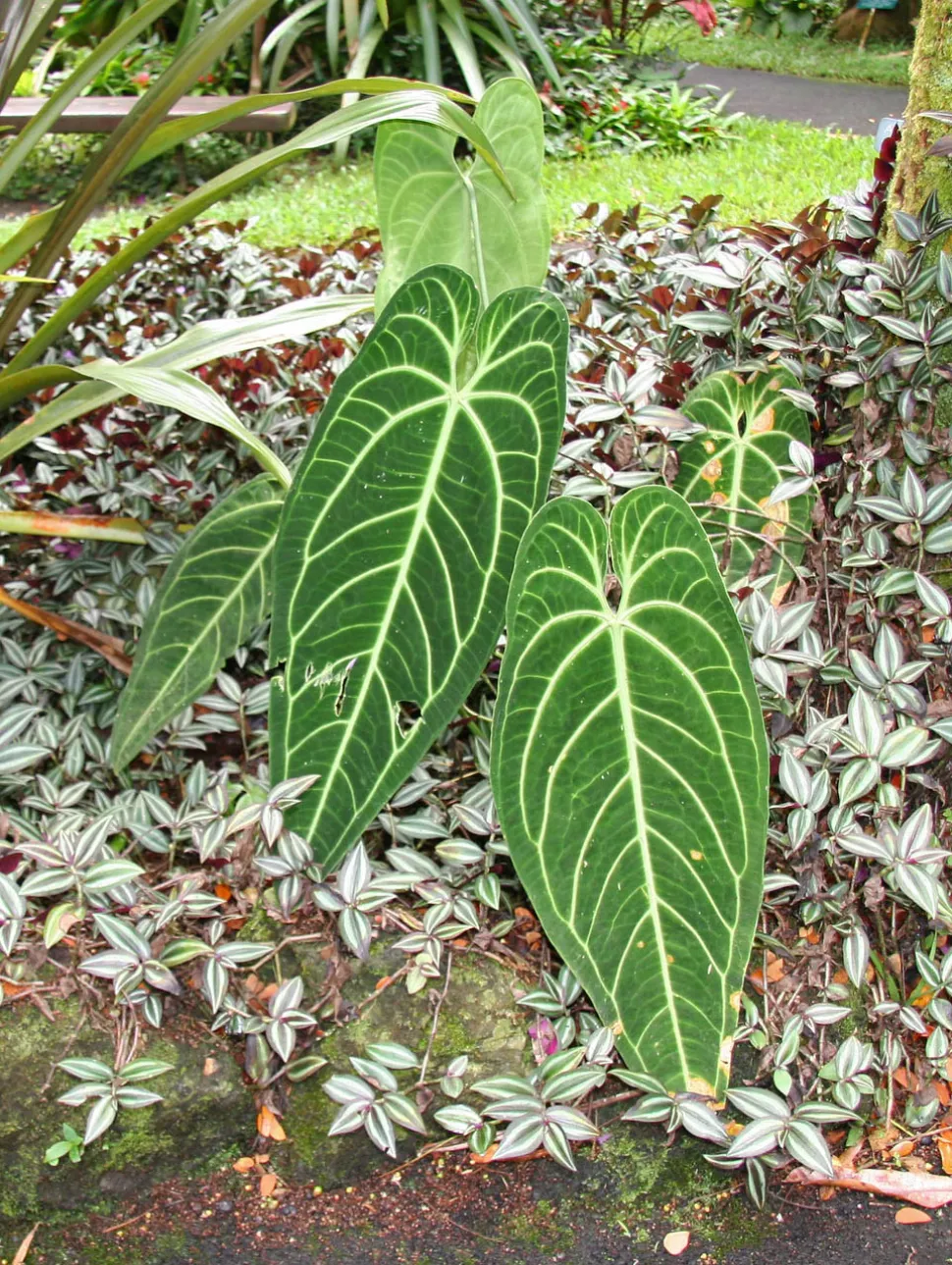 Anthurium warocqueanum i jorden