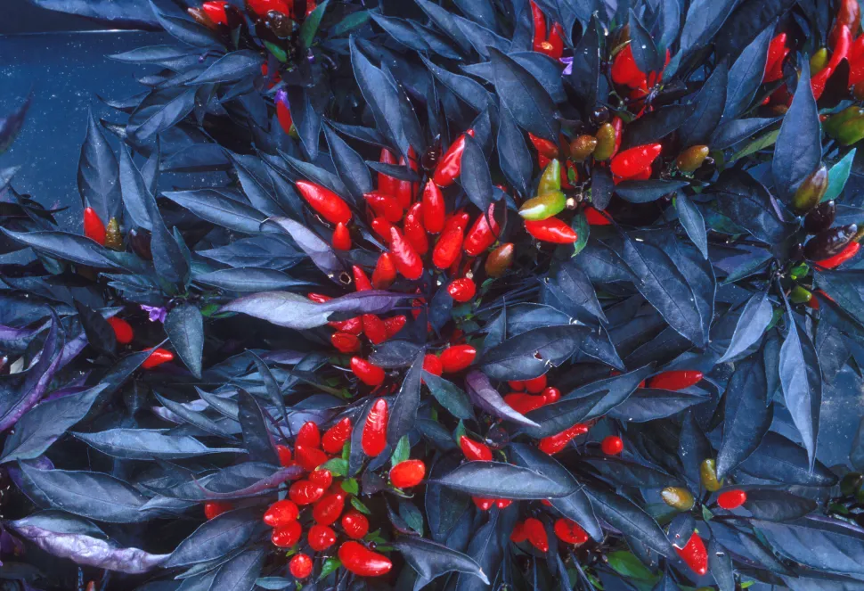 Piment ornement fruits rouges