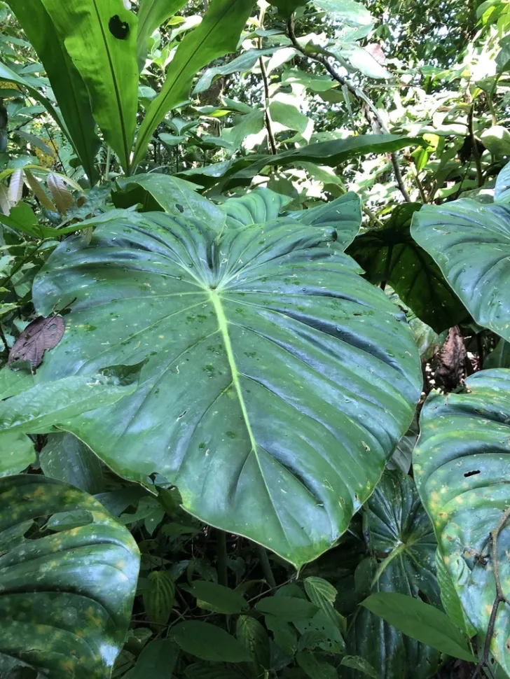 Philodendron pastazanum in het wild