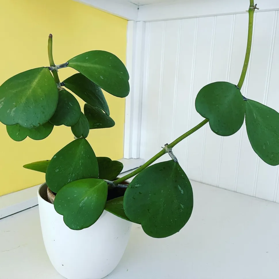 Hoya kerrii na enkele maanden groei
