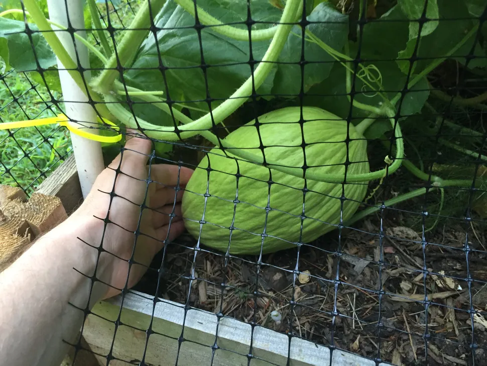 Melon canari Cucumis melo