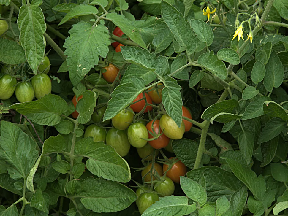 Feuillage lobé vert foncé tomate