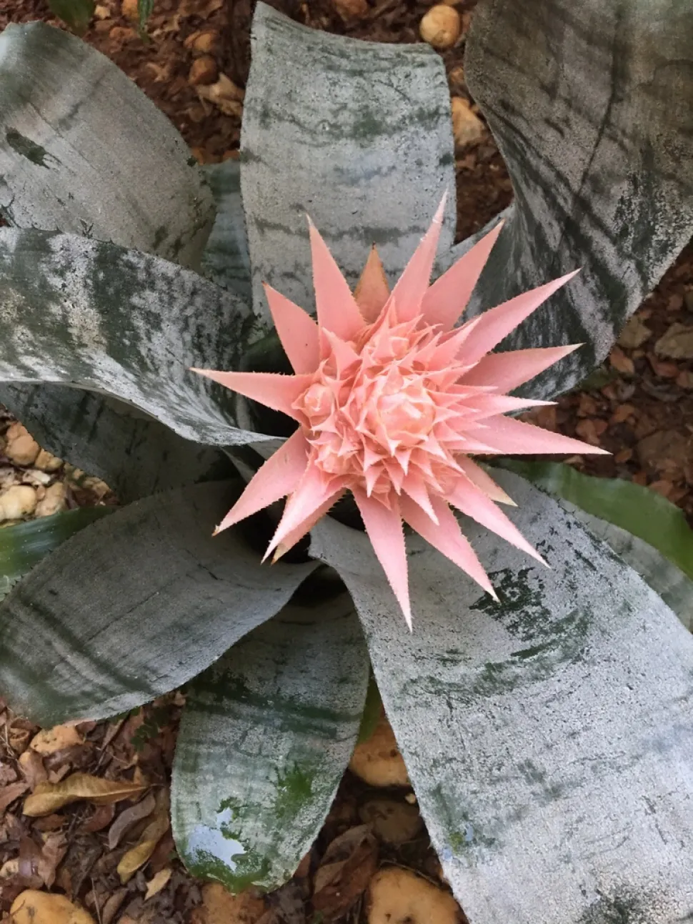 Bloeiwijze van Aechmea fasciata