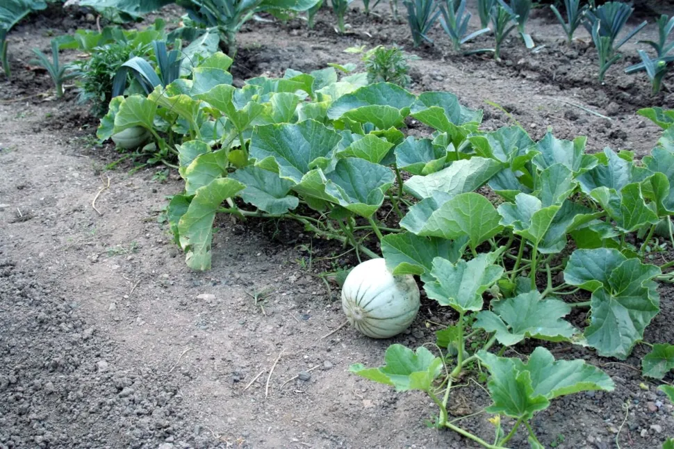 Melones cantalupos en el suelo