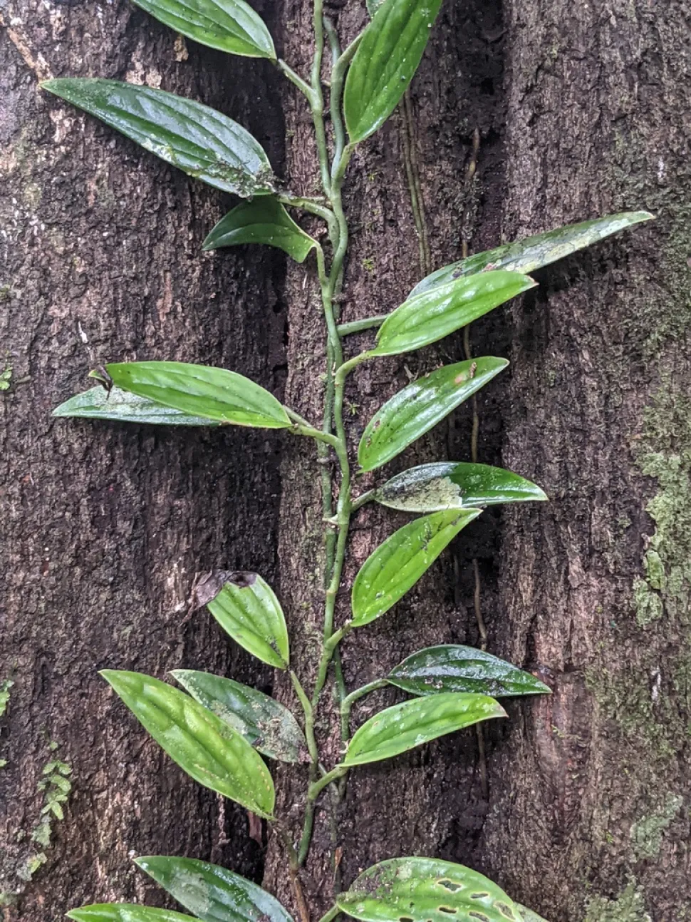 Lamine di foglie intere Monstera Pinnatipartia