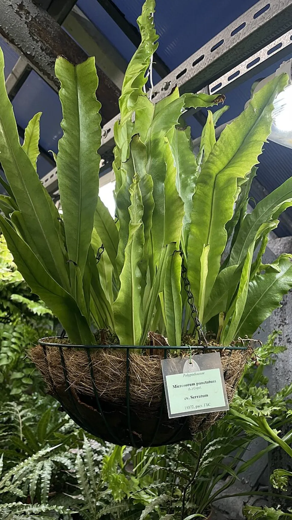 Microsorum punctatum num vaso