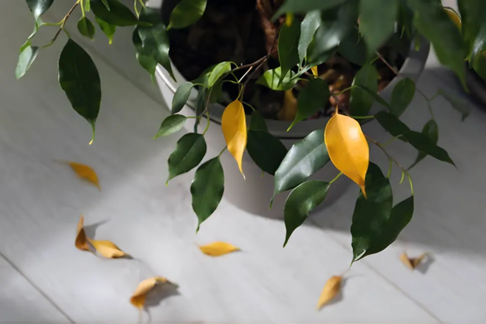 Groene planten met afgevallen gele bladeren