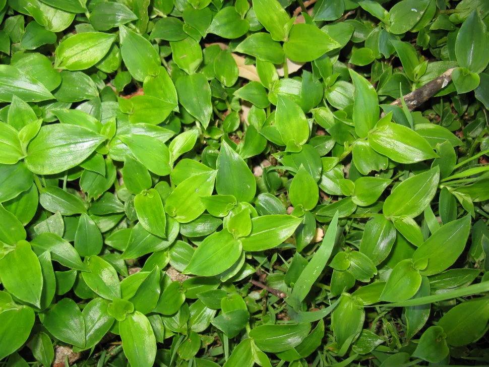 Rio ephemera for ground cover