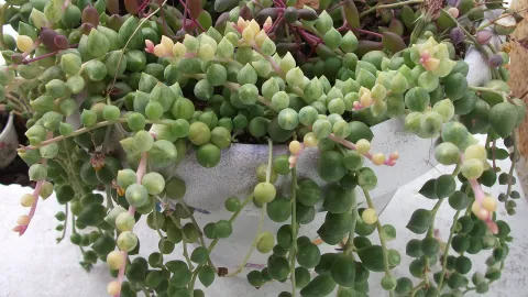 Curio rowleyanus deixa reserva de água