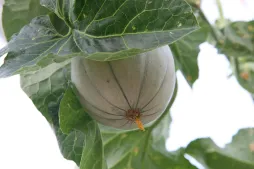 Feuille et fruit melon