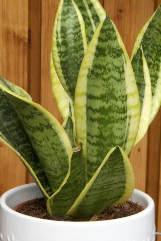 Sansevieria trifasciata 'Futura Simplex' com folhas verdes e amarelas