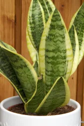 Sansevieria trifasciata 'Futura Simplex' hojas verdes y amarillas