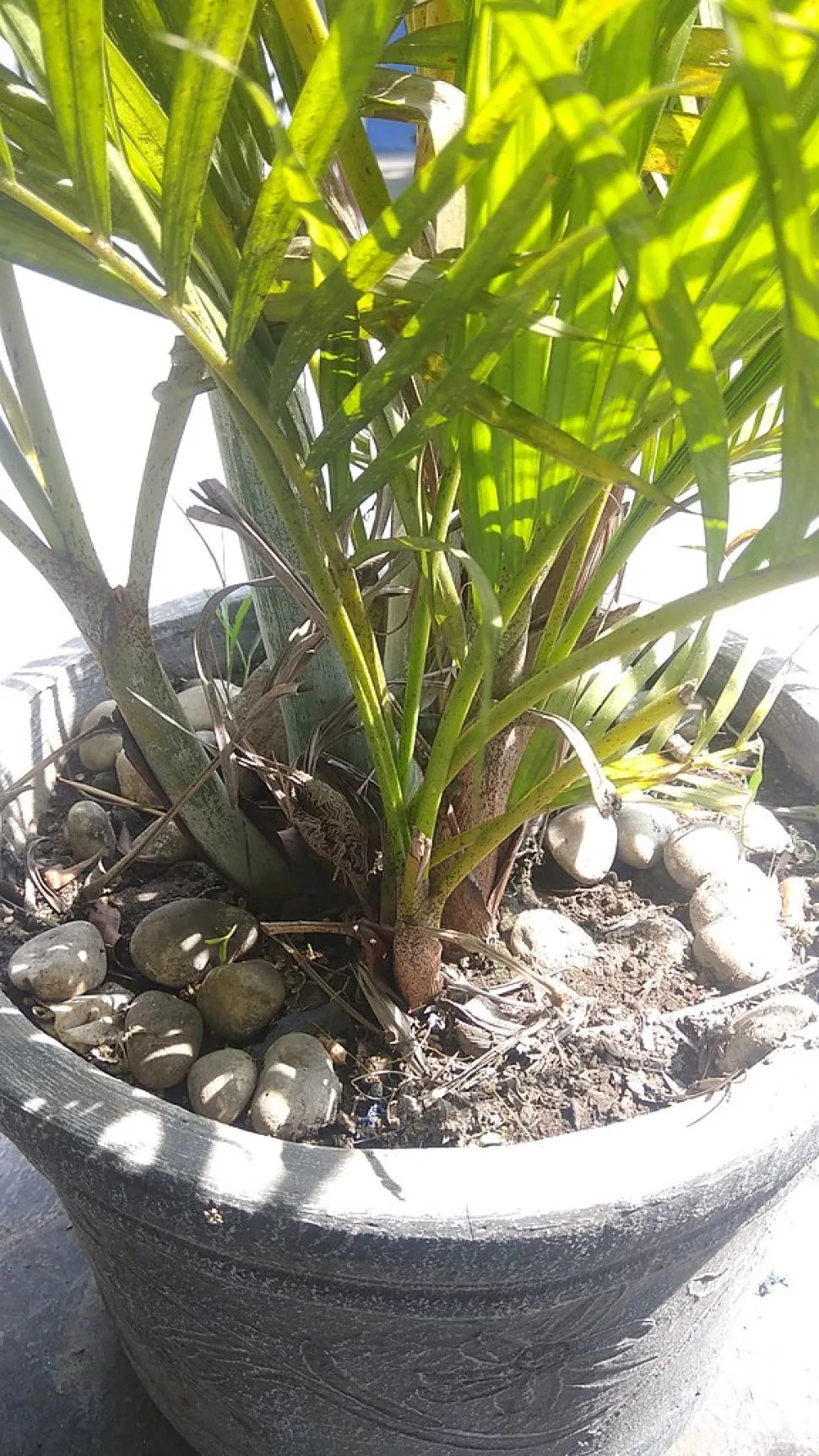 A Dypsis lutescens é constituída por várias plantas