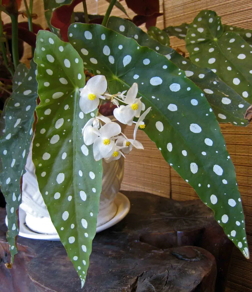 Begonia maculata wightii im Topf