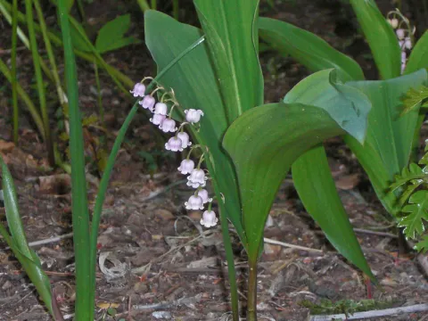 Pink lily of the valley Convallaria majalis rosea
