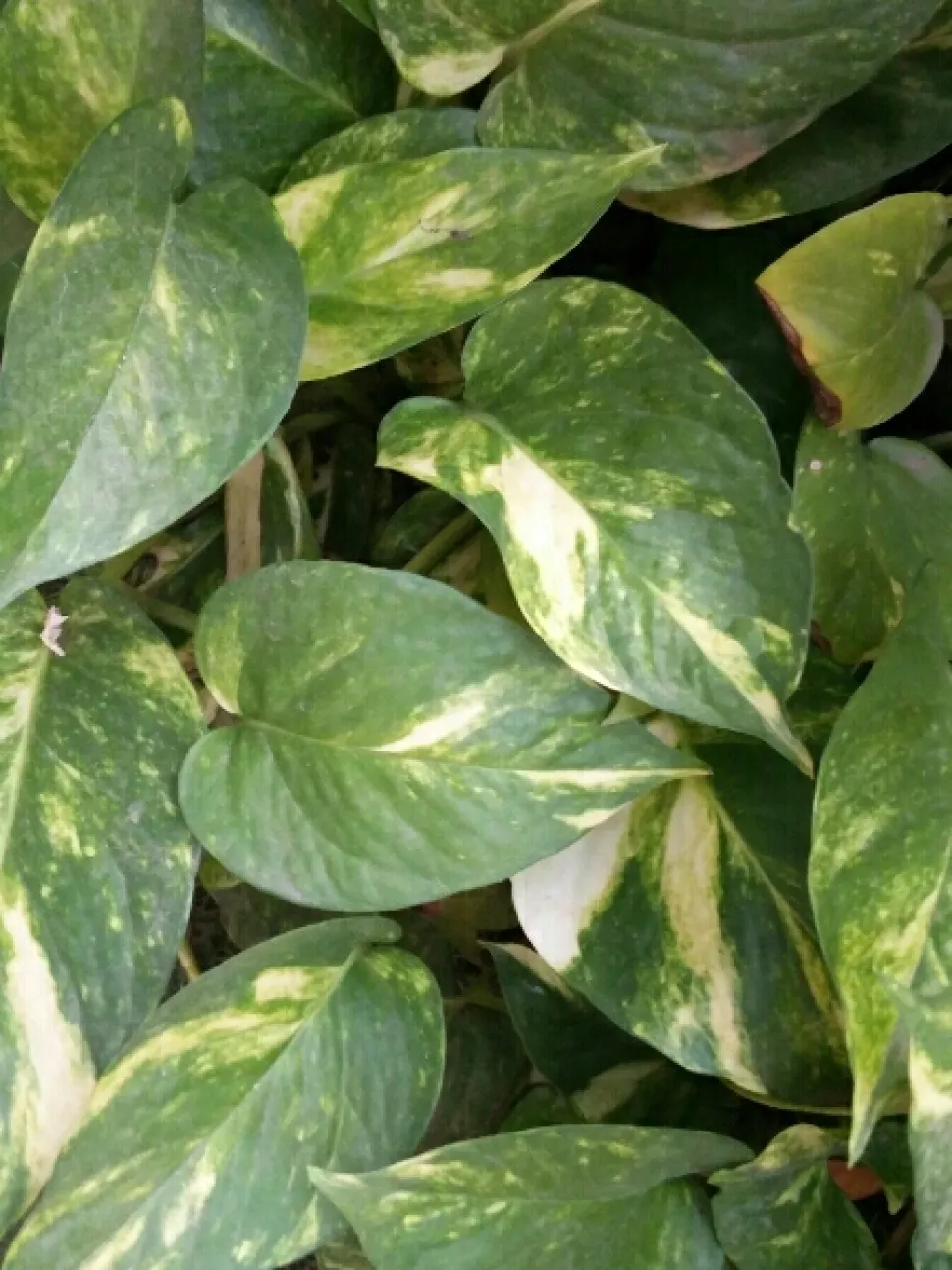 Epipremnum aureum