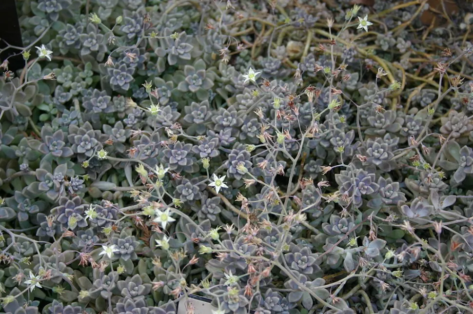 Blühende Sedum mendozae