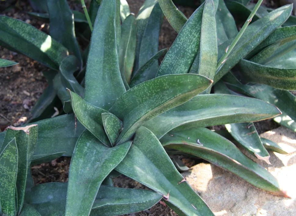 Succulente foglie verdi punti bianchi