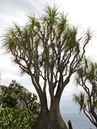 Beaucarnea recurvata