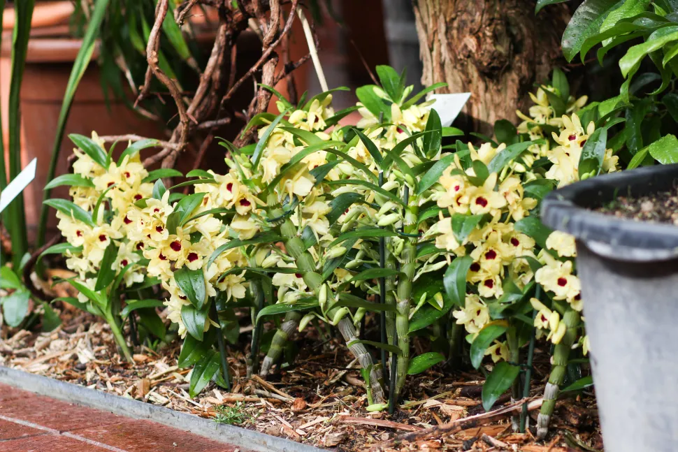 Orquídeas de bambú amarillas Dendrobium nobile en el suelo