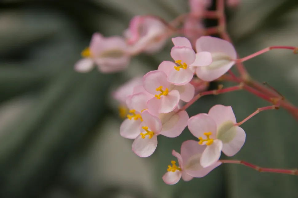 Blume der Seerosenbegonie