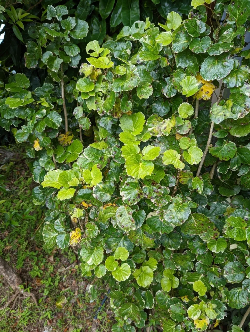Arbusto Polyscias balfouriana